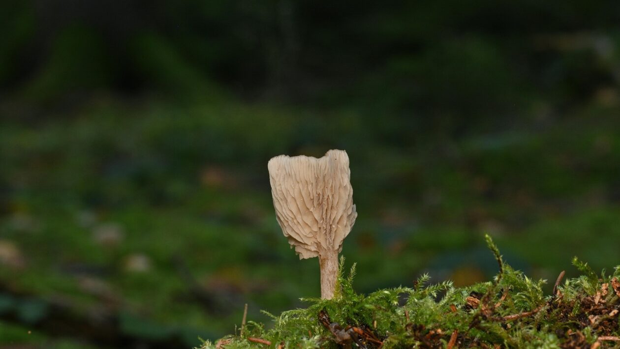 Memory palác vs. spaced repetition: kedy je ktorá metóda najefektívnejšia