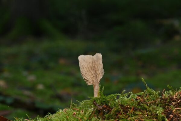 Memory palác vs. spaced repetition: kedy je ktorá metóda najefektívnejšia