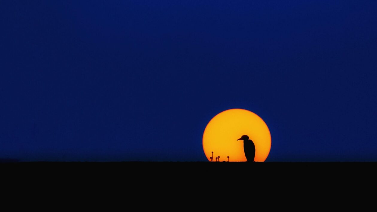 Citovanie AI nástrojov: pravidlá a návody (ak je to na vašej škole povolené)