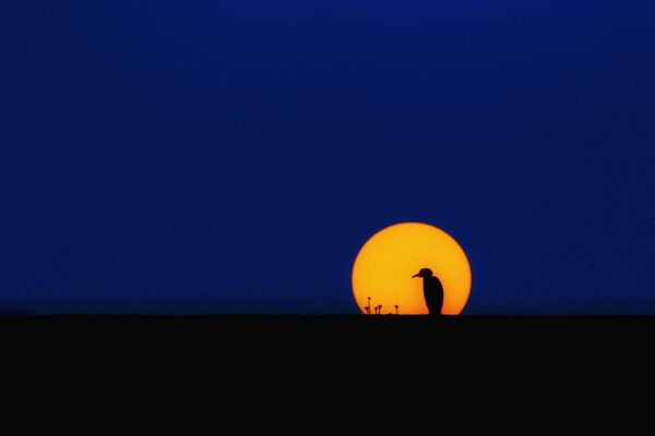 Citovanie AI nástrojov: pravidlá a návody (ak je to na vašej škole povolené)