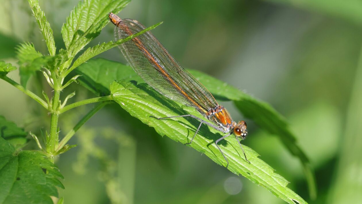 Školský predpis: Kľúčové pravidlá pred semestrom (AI, plagiát, spolupráca)