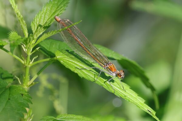 Školský predpis: Kľúčové pravidlá pred semestrom (AI, plagiát, spolupráca)