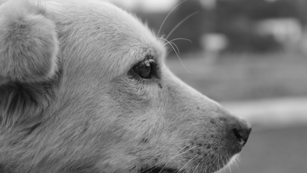 Voľba voliteľných predmetov: strategický návod pre maximálny benefit