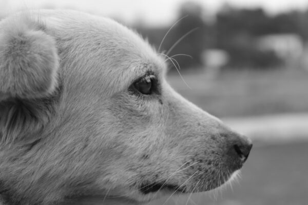 Voľba voliteľných predmetov: strategický návod pre maximálny benefit